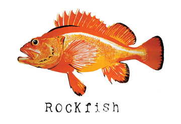 Rockfish Art Print