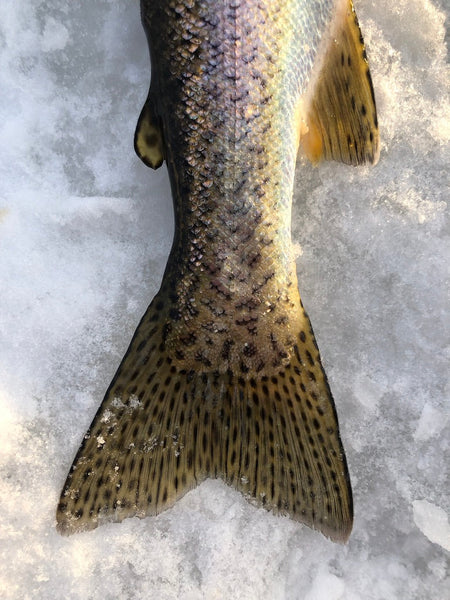 Thriving in Winter: Part 5 | Go Ice Fishing & Make Orange & Rosemary U ...