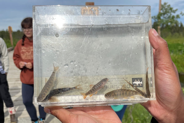 Fish Need Land Too: A Collaborative Journey into Salmon Conservation ...