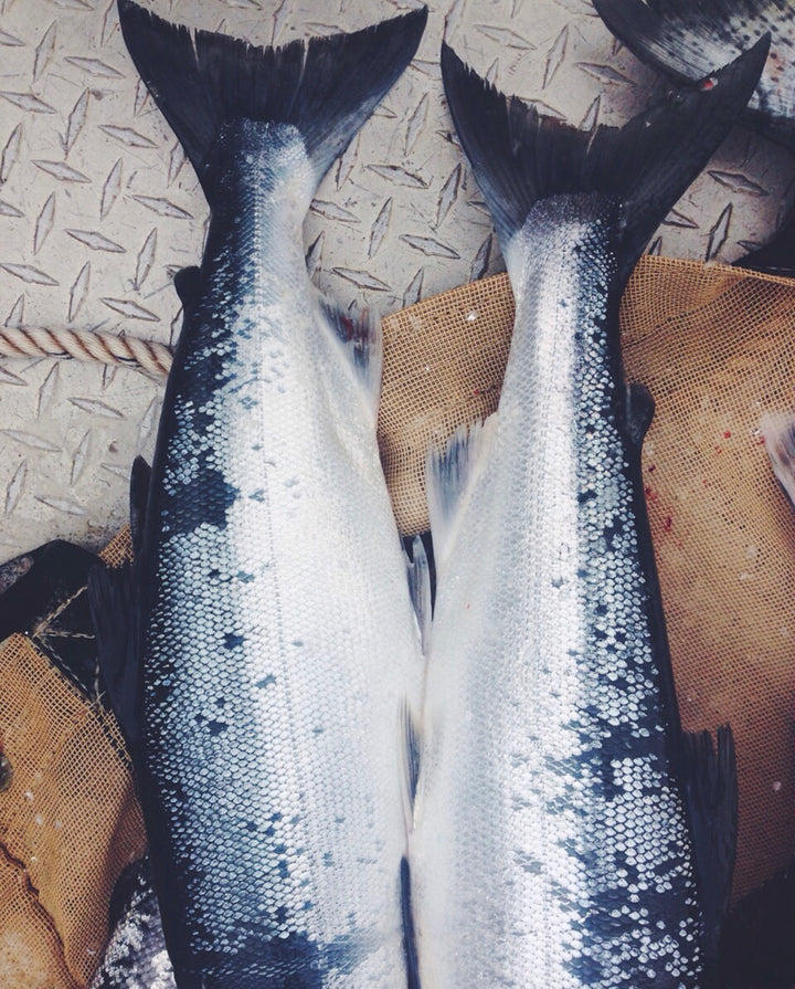 100,000 Cans of Salmon: The Give Fish Project & the Food Bank of Alaska