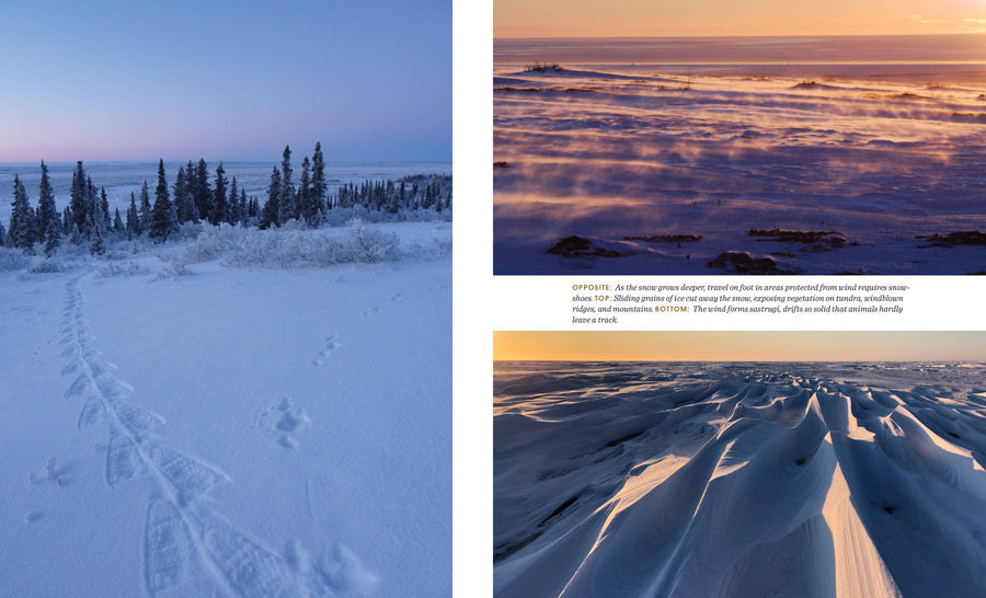 A Thousand Trails Home: Living with Caribou