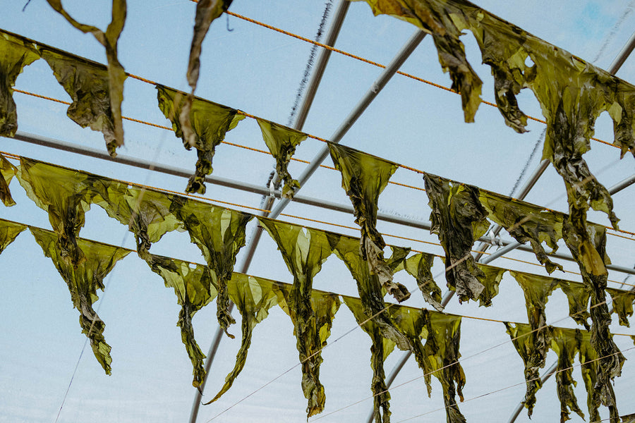 Kachemak Kelp - Kelp Flakes