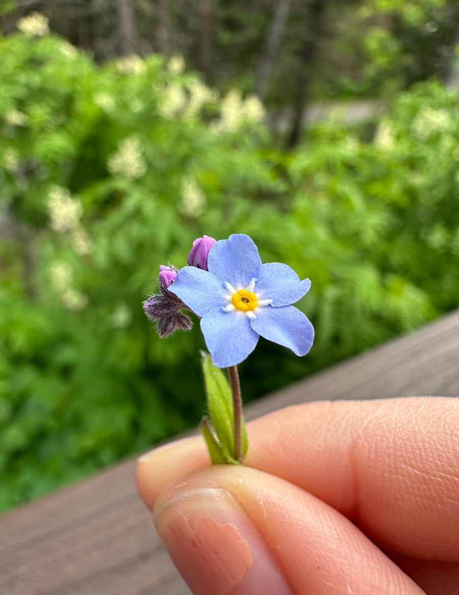 Wild Sleepy Roots - Forget-me-not Stud Earrings