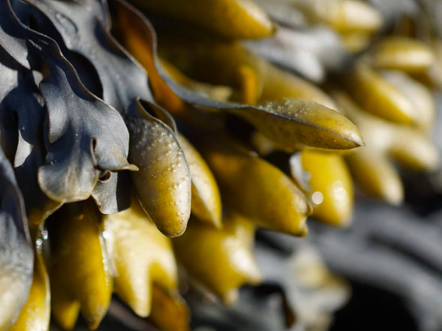 Stray Goose - Seaweed Necklace