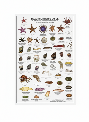 Beachcomber's Guide
