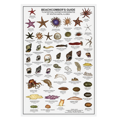 Beachcomber's Guide