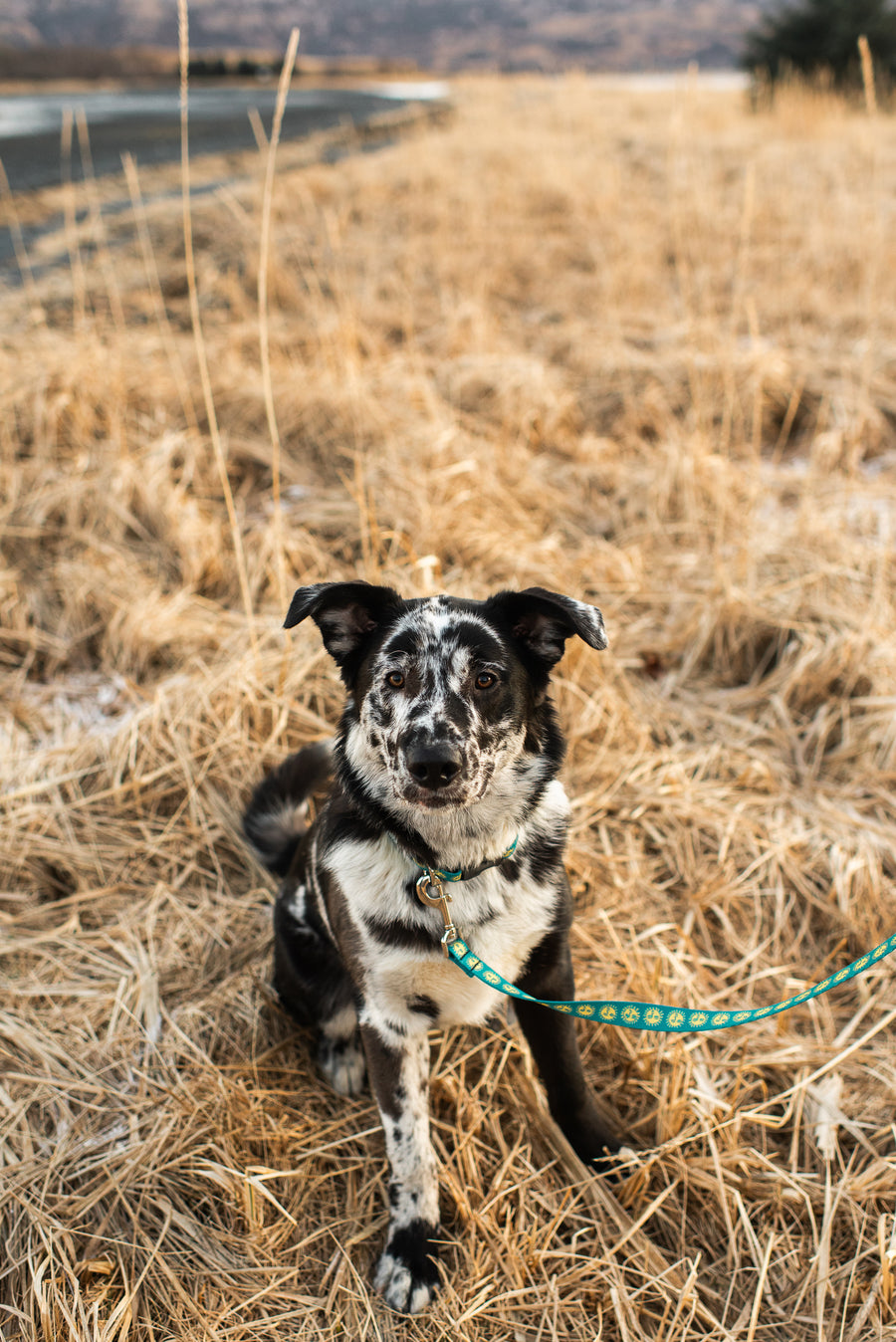 Salmon Sisters Dog Collar - Suns