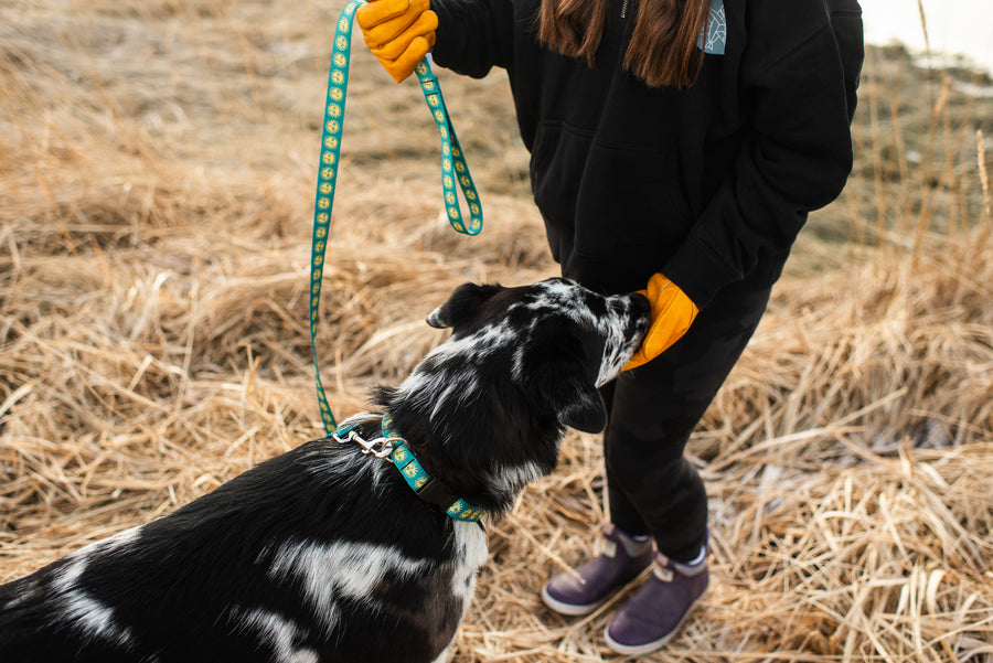 Salmon Sisters Dog Collar - Suns