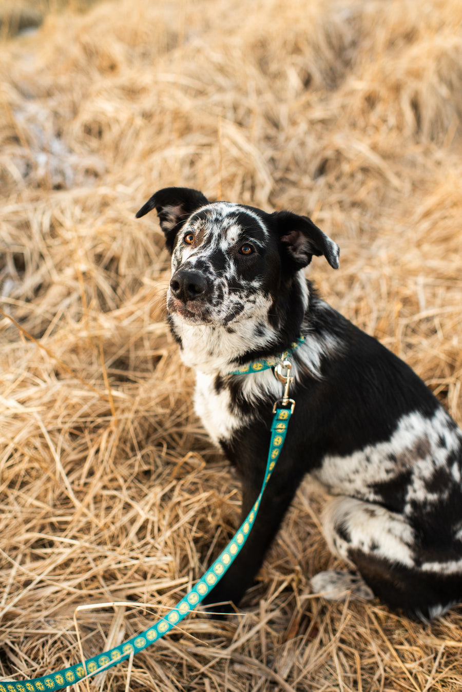 Salmon Sisters Dog Collar - Suns