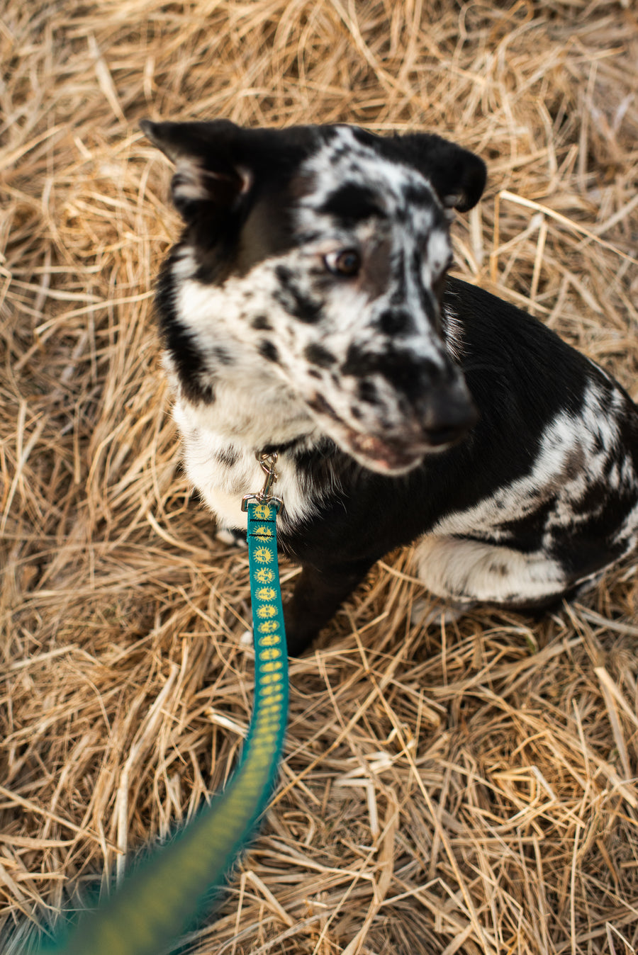 Salmon Sisters Dog Collar - Suns