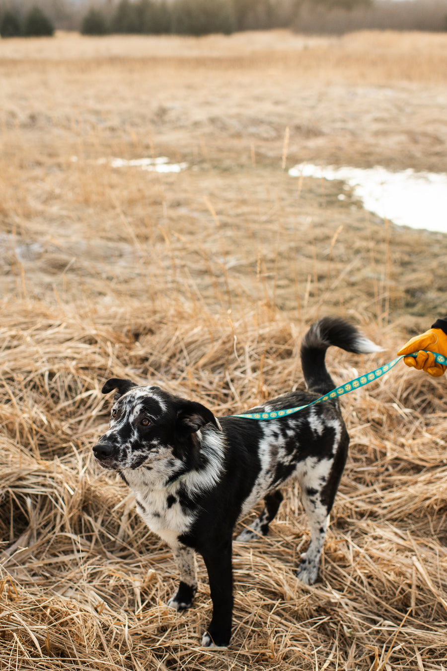 Salmon Sisters Dog Collar - Suns