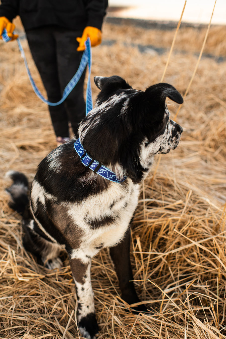 Salmon Sisters Dog Leash - Waves