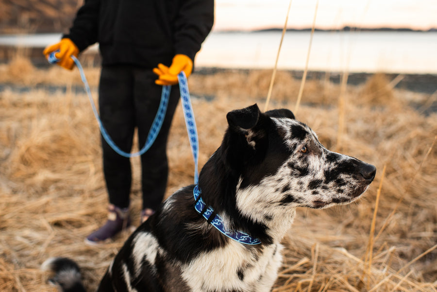 Salmon Sisters Dog Leash - Waves