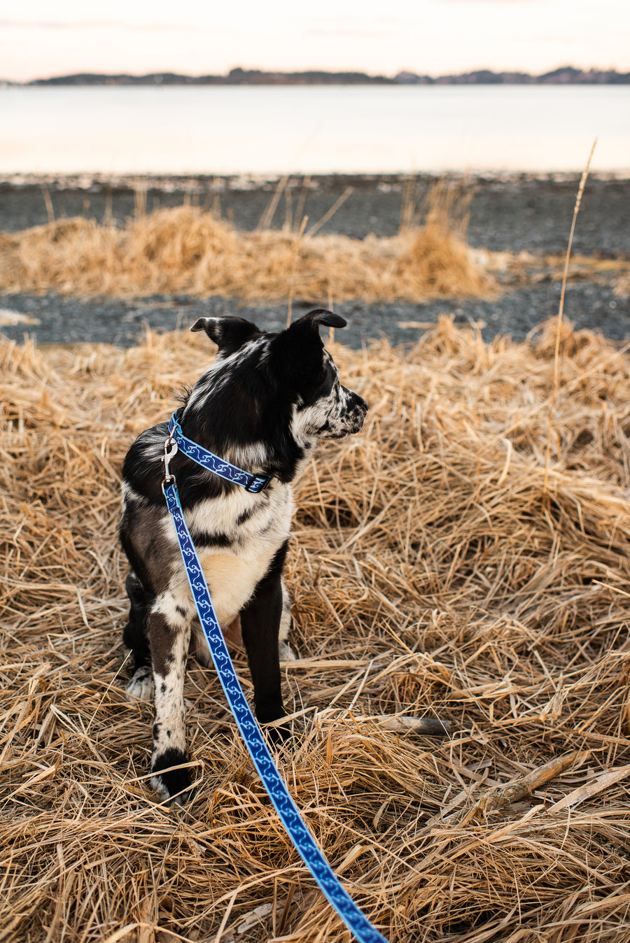 Salmon Sisters Dog Leash - Waves