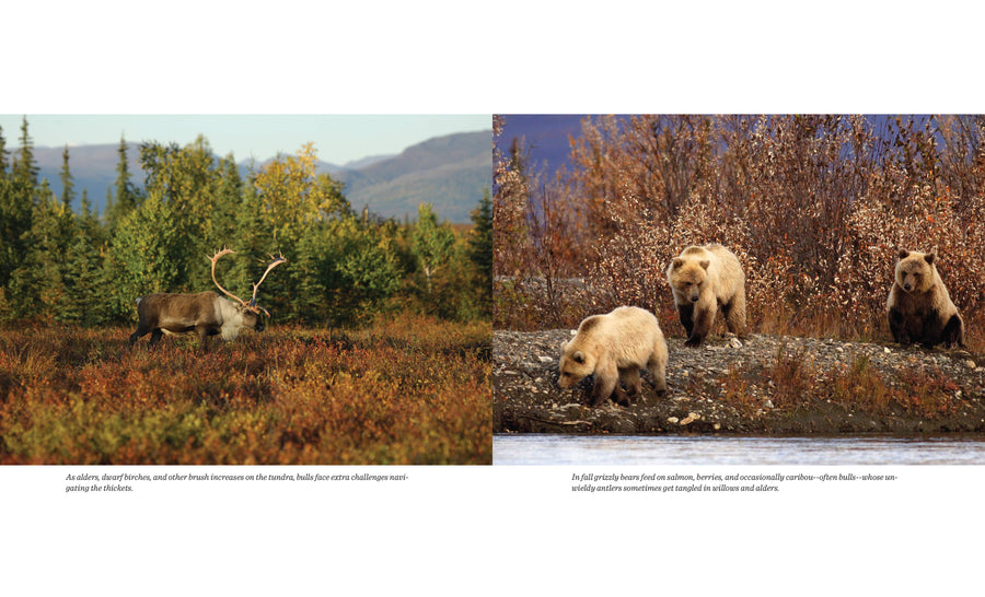 A Thousand Trails Home: Living with Caribou